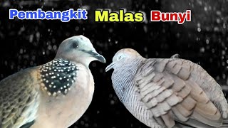 Perkutut Lokal Gacor Irama Istimewa Vs Tekukur Gayer Suara Bening. Masteran Paling Ampuh