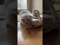 Tiny Kitten vs Shoelace 👟🐱