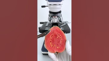 लाल अमरुद माइक्रोस्कोप में देखा 😱 | #shorts #science #facts #foryou #trending #viralshorts