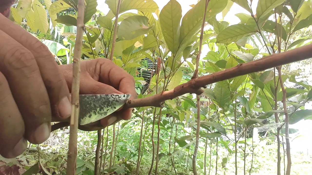 Cara okulasi rambutan 