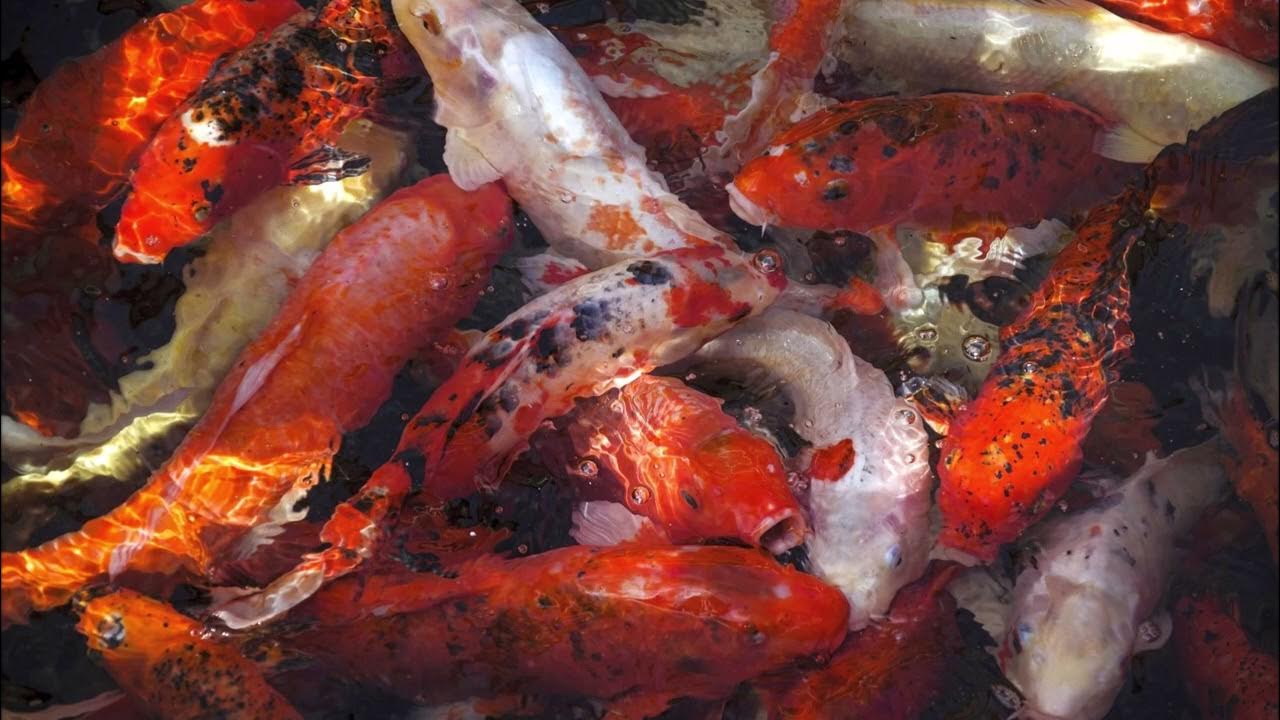 🐟 Deep Dubstep Bestof 2022 Summer Mix 🐟 YouTube