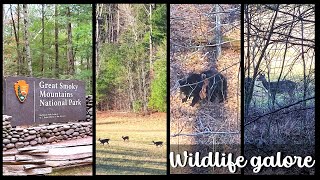 Chattanooga Gatlinburg and The Great Smoky Mountains National Park 3 Day trip 4K U