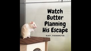 Celebrity Hamster Escape: Watch Butter Planning His Escape Net Worth