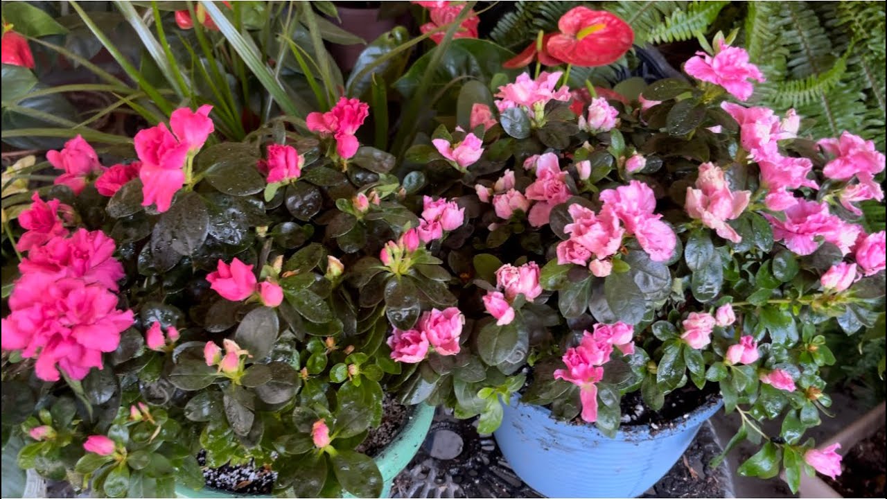 Sustrato Y Cuidados De AZALEAS Vitaminas Para Que Florescan Sienpre