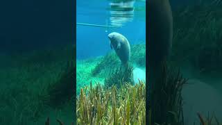 Casually chilling with a beluga 😍😍 #animals #cute #cuteanimals #shorts #fyp