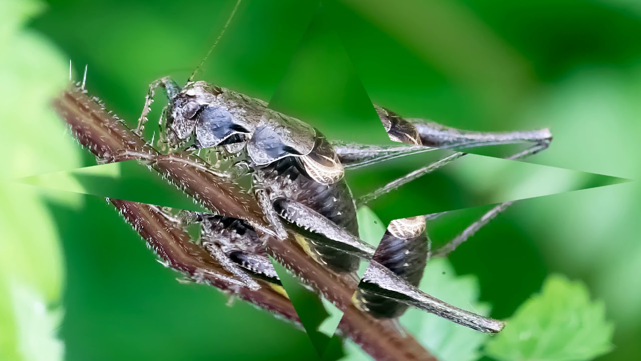 Waldspaziergang - September 2017