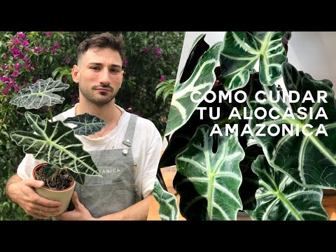 Video: Houseplant Alocasia - Cómo cultivar una planta de máscara africana de interior