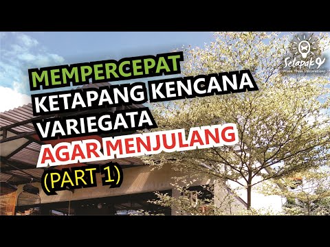 CARA MEMPERCEPAT Ketapang Kencana Variegata AGAR CEPAT MENJULANG (part 1)