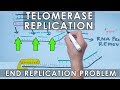 Telomerase Replication in Eukaryotes | End Replication