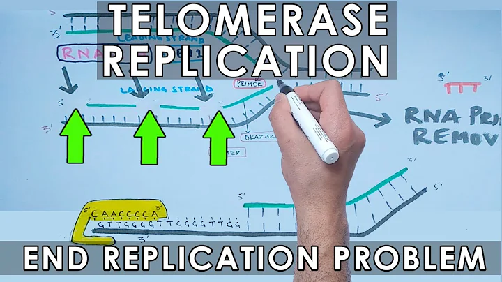 Telomerase Replication in Eukaryotes | End Replication