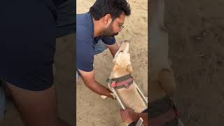 Common dog connect on mintbowl L/M/XSLW Models of with mintbowl dog wheelchairs India +919979035679