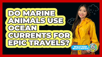 Do Marine Animals Use Ocean Currents For Epic Travels? - Weather Watchdog