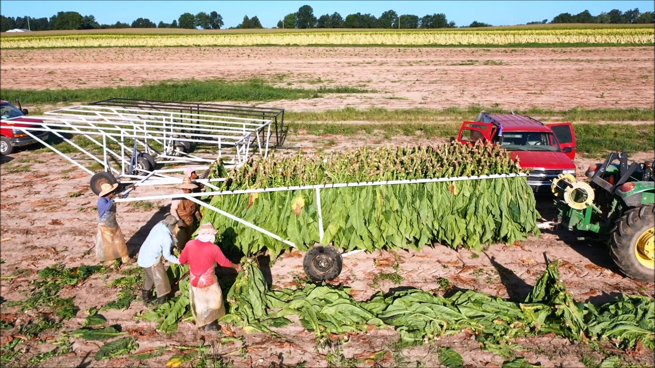 2019 Tobacco Harvest