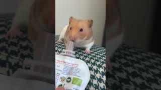 Dursun görgü kurallarına hakim kibar bir hamster mı?? 😂 #eat