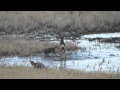 Coyotes attack mule deer on Antelope Island