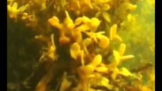 Бурые водоросли. Фукус Бурые водоросли. Фукус