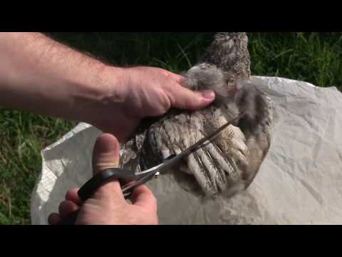 როგორ დავაჭრათ ფრთები ვარიას, ქათამს....