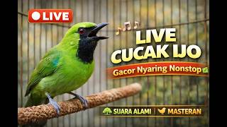   Suara Burung Cucak Ijo Asli  Cocok Untuk Masteran