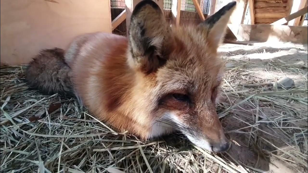 Ли Сяо / Alice the Fox Лиса Алиса (Куда пропадает печенье?!!) - YouTube