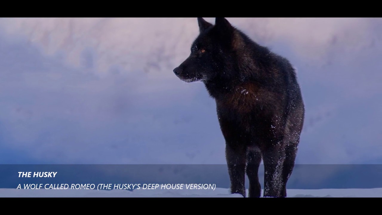 A Wolf Called Romeo Deutsch