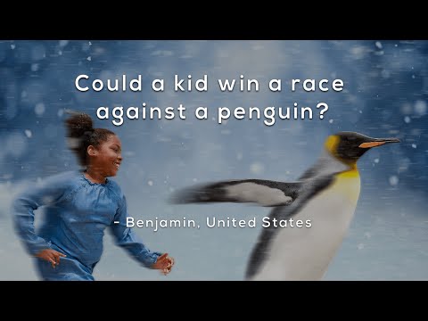 Could a kid win a race against a penguin?