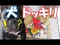 犬にドッキリ！起きた時に目の前がおもちゃだらけだった時愛犬は…