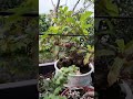 bonsai #bonsai #mauvuon #sanvuon#caycanh
