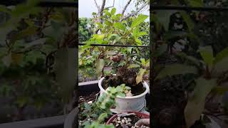 bonsai #bonsai #mauvuon #sanvuon#caycanh