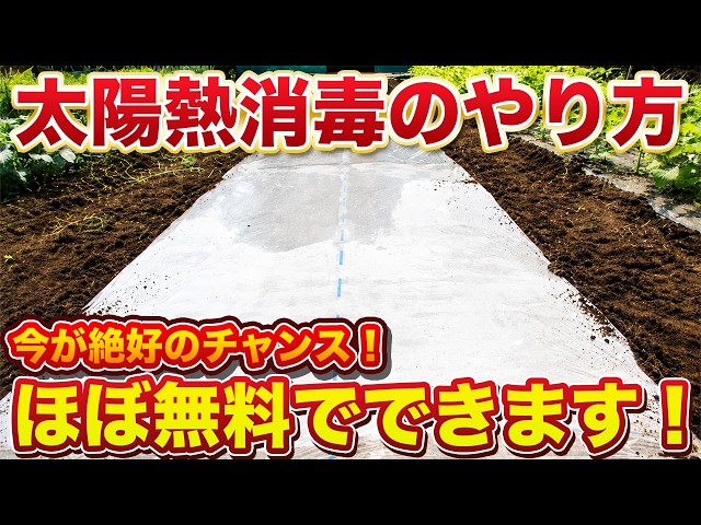 Must-Do After Summer Veggies] Easily Get Rid of Pests and Weeds
