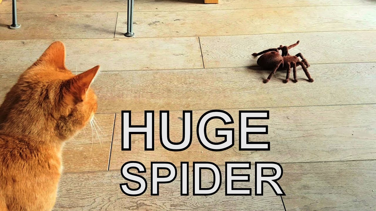 petco hours Alvi cat : huge tarantula