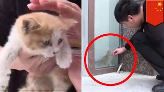 Kitten rescue: Unlucky kitten rescued after trapped behind glass wall for three days - TomoNews screenshot 3