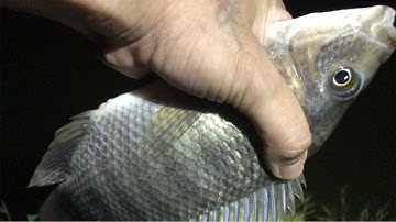 Cá tràng lên đồng tha hồ giăng lưới mà bắt | THÚ VUI MIỀN TÂY. Tập 371