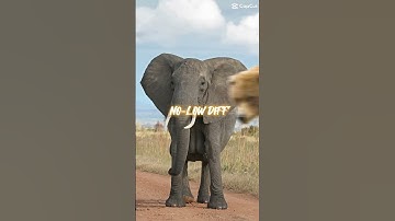 African Elephant vs Random animal #short #shorts #elephant #animal #debate