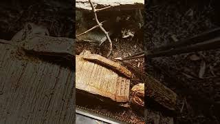 infinite mealworm glitch #shorts #funny #cute
