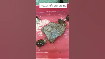 السلاحف سلاحف الماء Water Turtles Tortues D Eau 