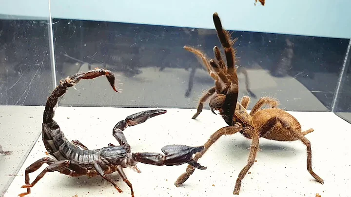 SCORPION vs TARANTULA SPIDER FIGHTING FOR PREY, who will win? Insect Stories - DayDayNews