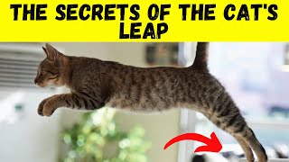 The secret of cats' jumps:  how do they manage to jump so high?