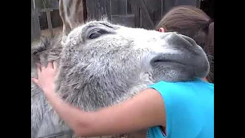 Wie zeigen Tiere ihre Liebe?