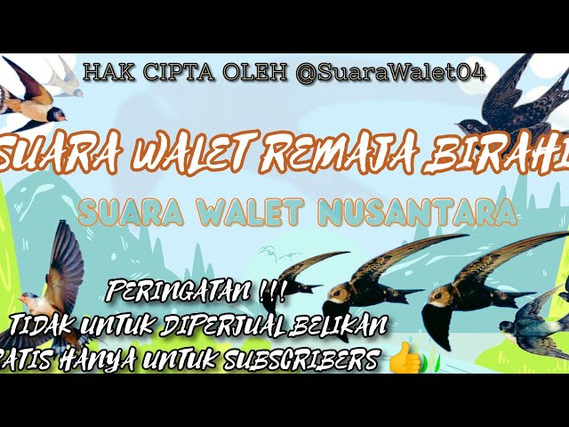 SP Walet Remaja Birahi 2023 | Suara Walet Terbaru class=