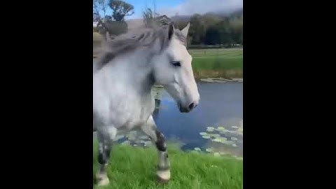 سورة العاديات - القارئ هشام الهراز "صوت رائع مشاء الله"