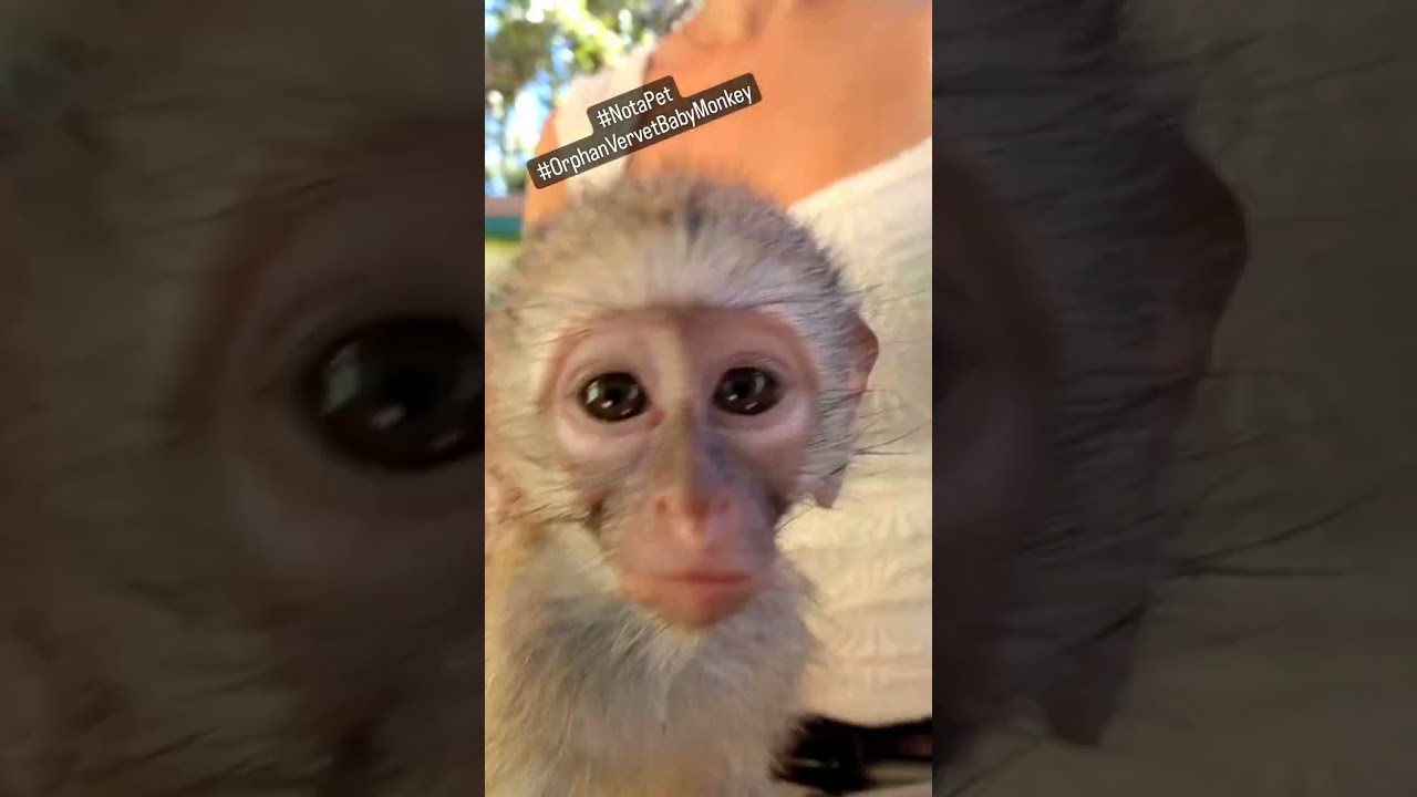 Curious little Baby Vervet Monkey posing for the camera at Monkey Helpline Volunteer Project