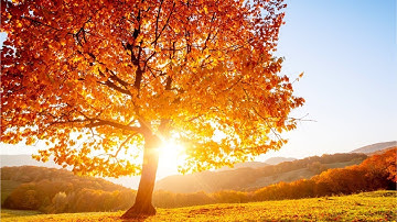 Beautiful Relaxing Hymns, Peaceful Instrumental Music, "Golden Autumn Morning Sunrise" By Tim Janis