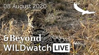WILDwatch Live | 08 August, 2020 | Morning Safari | South Africa