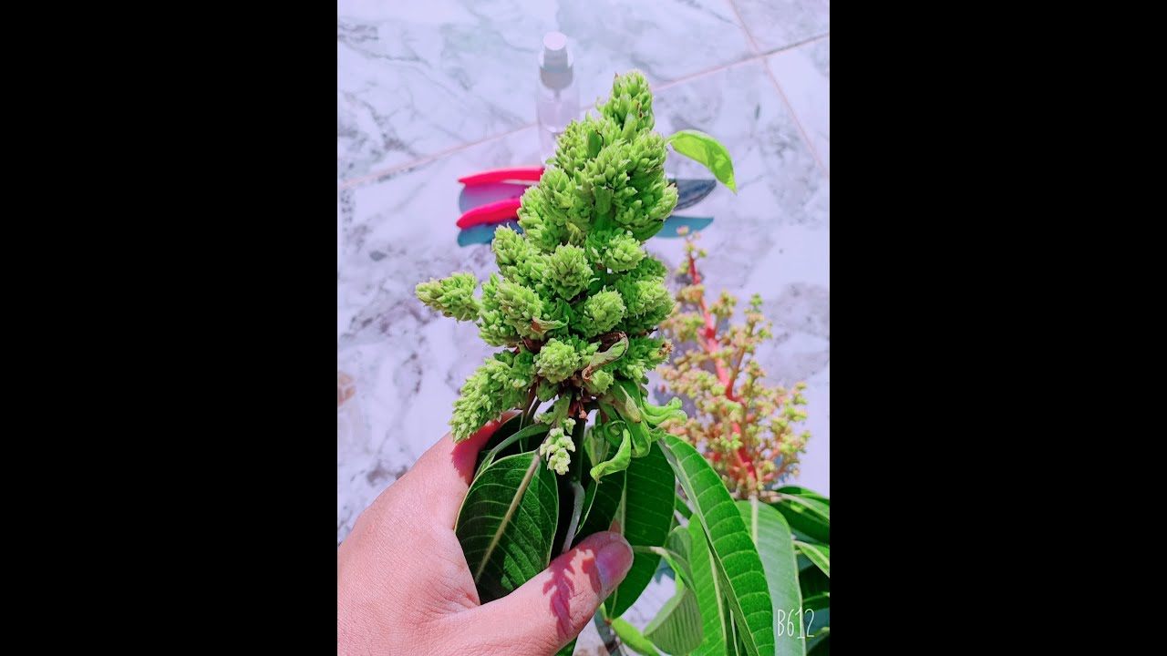 شاهد ازاي تفرق بين الشمروخ  الزهري المتكتل و الشمروخ الزهري السليم في المانجو | هام لكل منجاوي