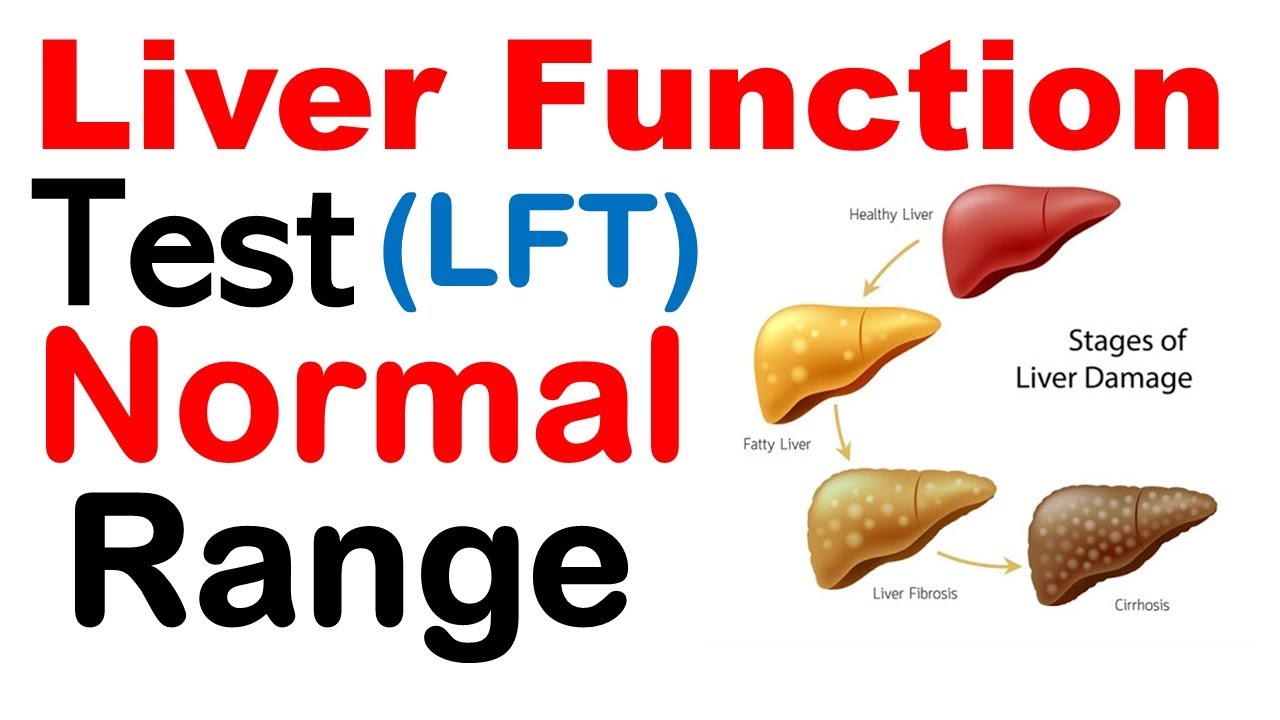 Liver function test normal range YouTube