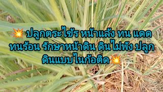 💥 ปลูกตระไข้ร รอบสระ มีผลดี มากมาย ขายก้อได้ค่ะ 💥