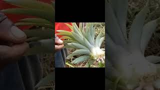 How To Plant Pineapples At Home - Jamaican Style