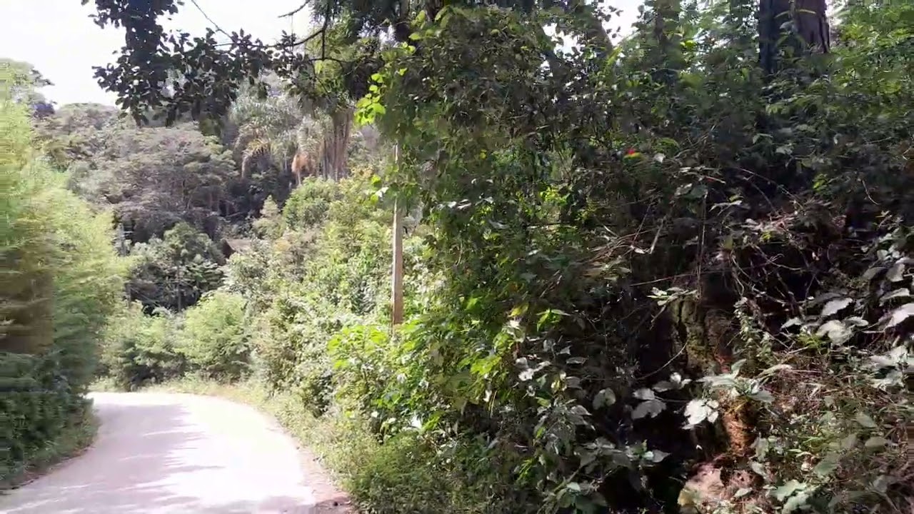 Caminhar em meio à natureza é permitir que a mente desacelere no ritmo dos passos.