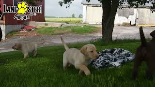 Friendly Labrador Retriever Puppies