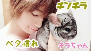 人気急上昇！チンチラの頭を撫でると即爆睡ww...zzZ Chinchilla